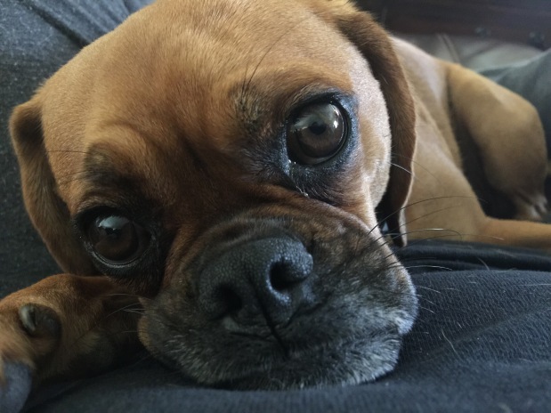 Herb/o/logy Celebrates Adopt a Shelter Dog Month